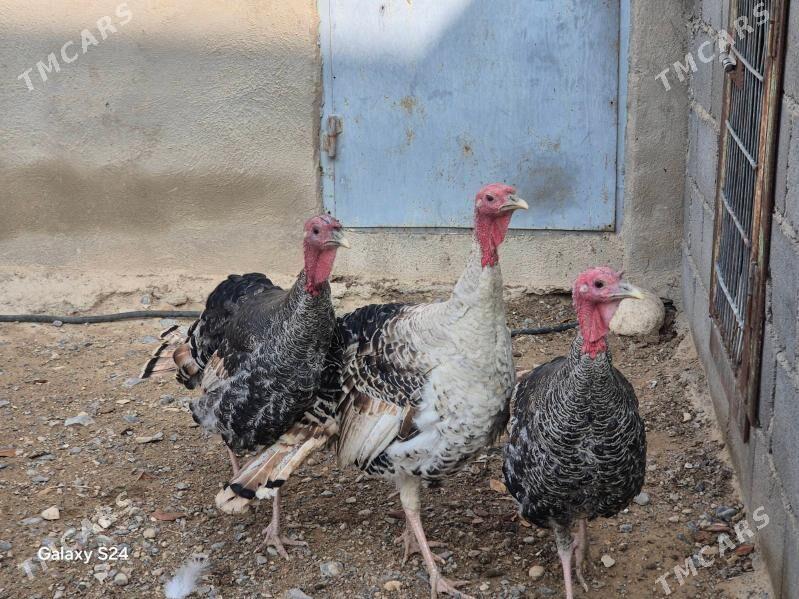 Induk erkek - Gyzylarbat - img 1