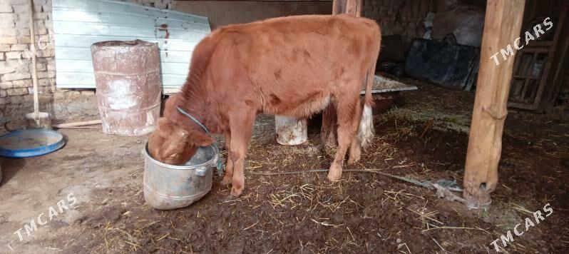 Oküsce - Çärjew - img 1