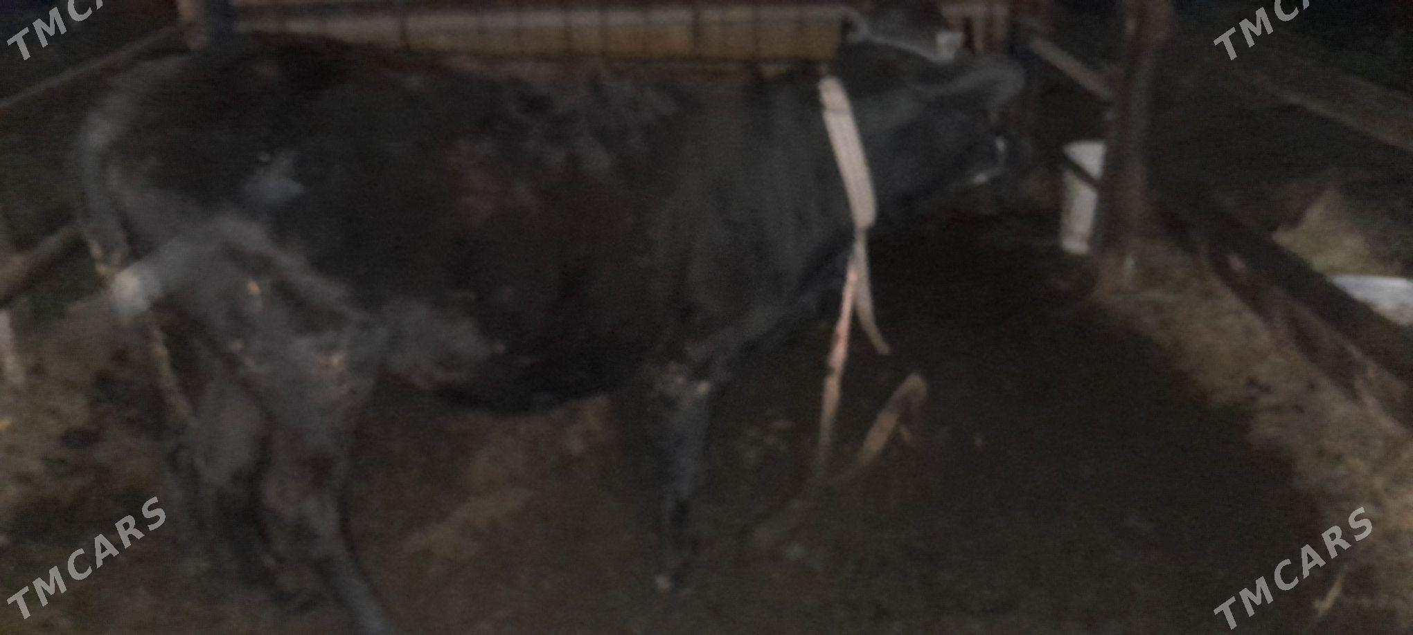 Gysyr gulajyn - Sakarçäge - img 1