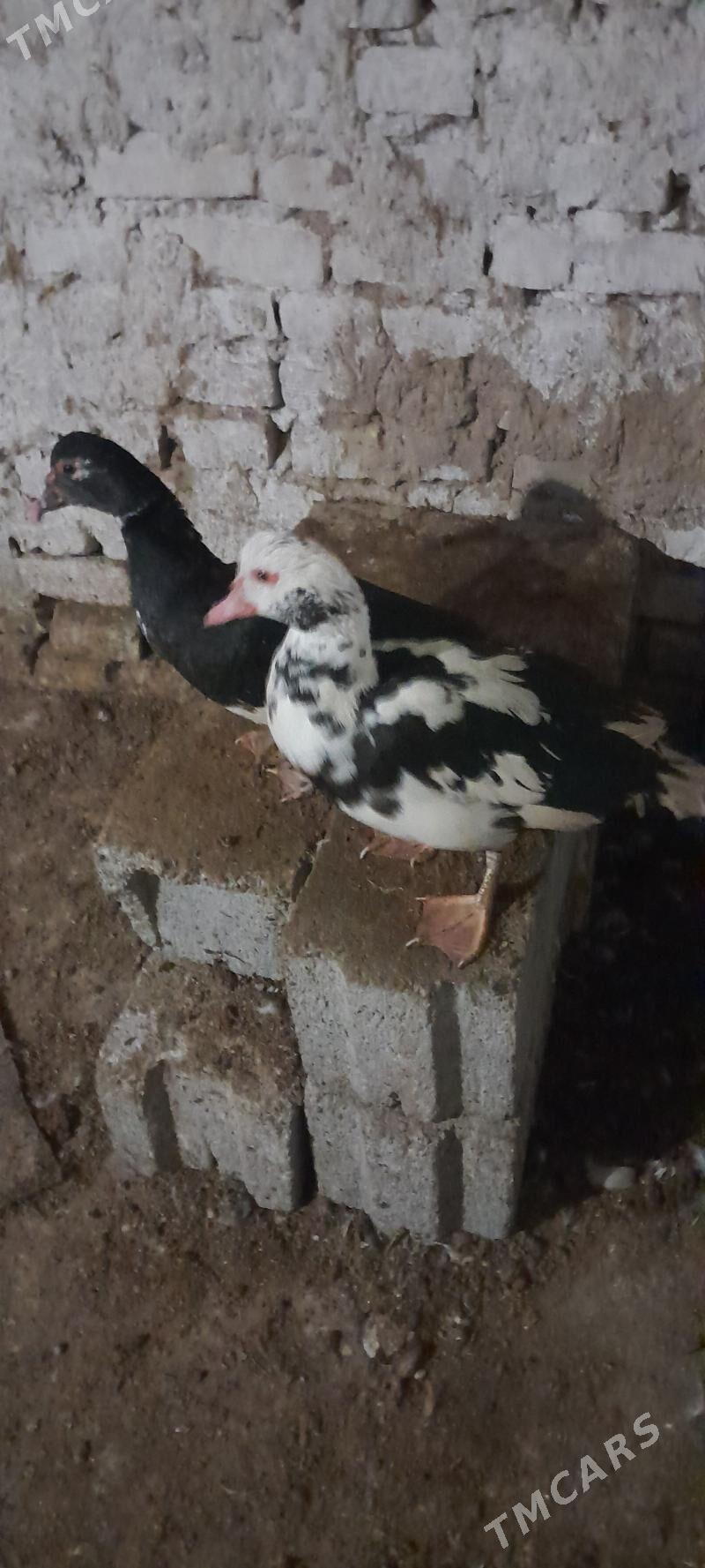 ordek - Kaka - img 1