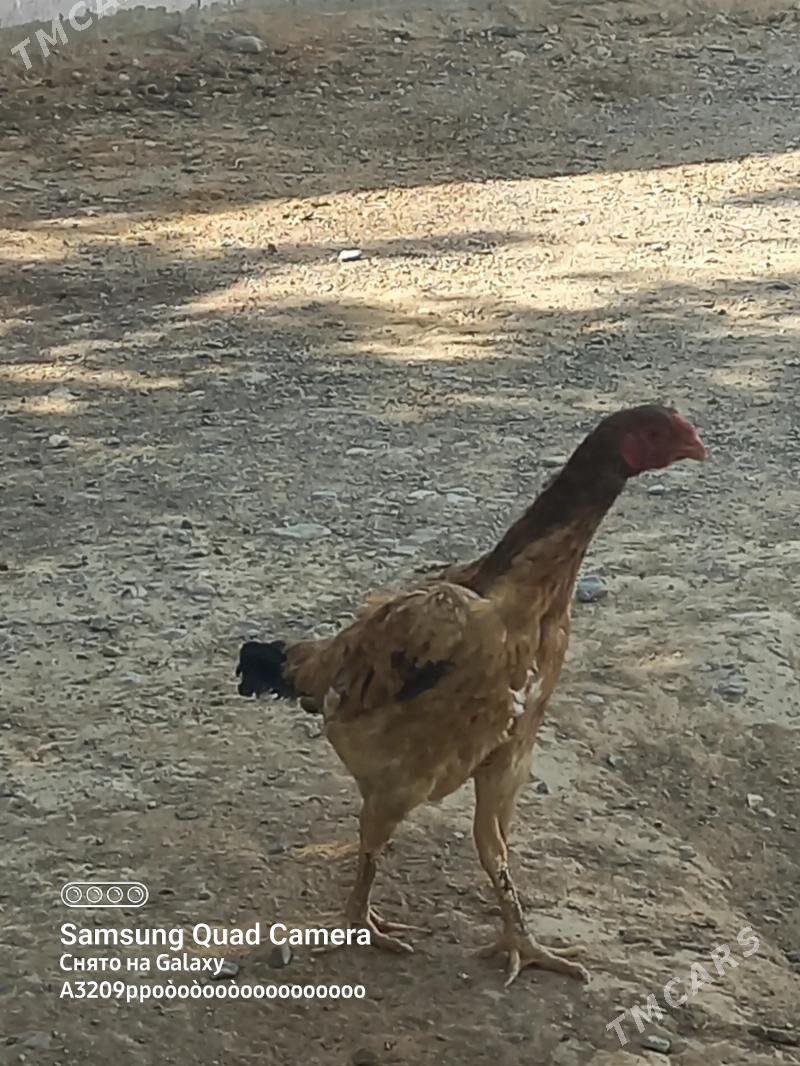 towuk maki - Aşgabat - img 1