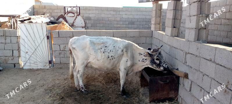 goleli sygyr - Jebel - img 1