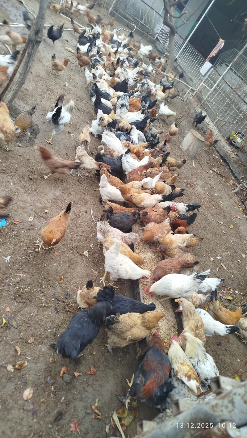 Towuk куры - Garadamak Şor - img 1