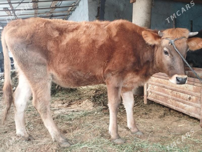 Sygyr - Änew - img 1