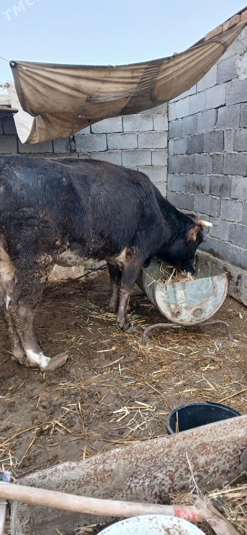 sygyr - Gökdepe - img 1