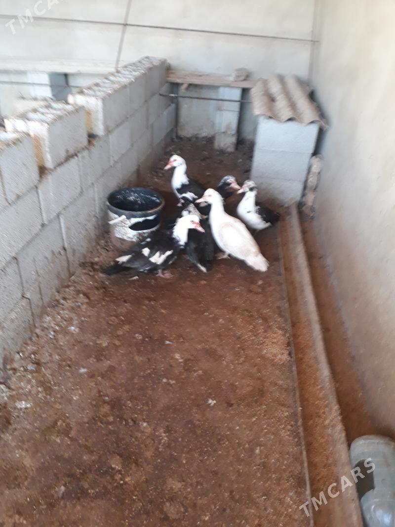 ordek - Gökdepe - img 1