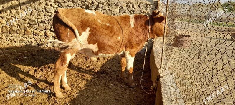 Ökuz - Bäherden - img 1