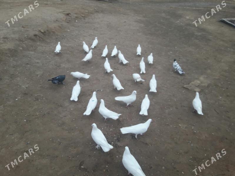 kepderi - Векильбазар - img 1