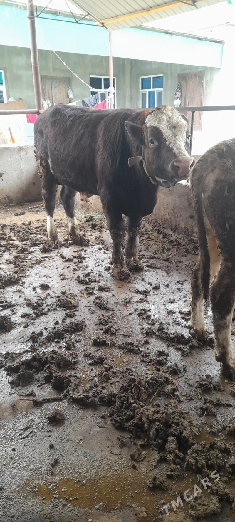 alşir öküz - Aşgabat - img 1