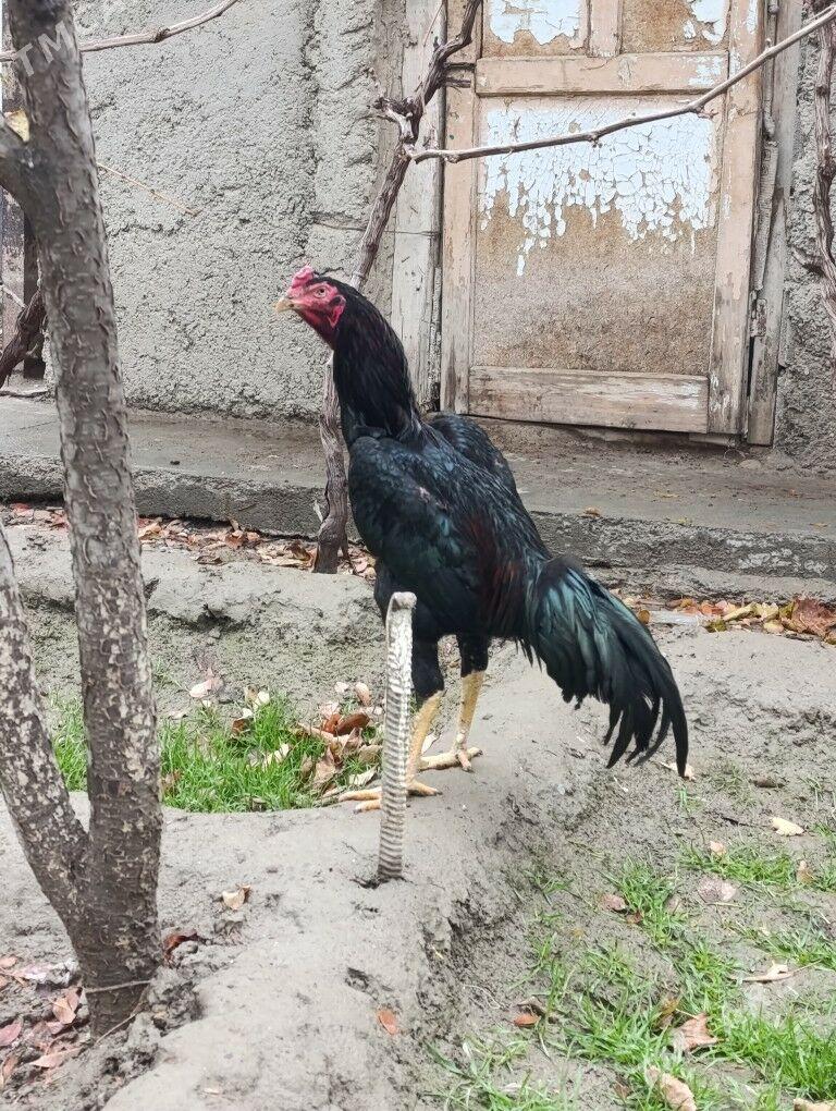 taskent horaz - Bäherden - img 1