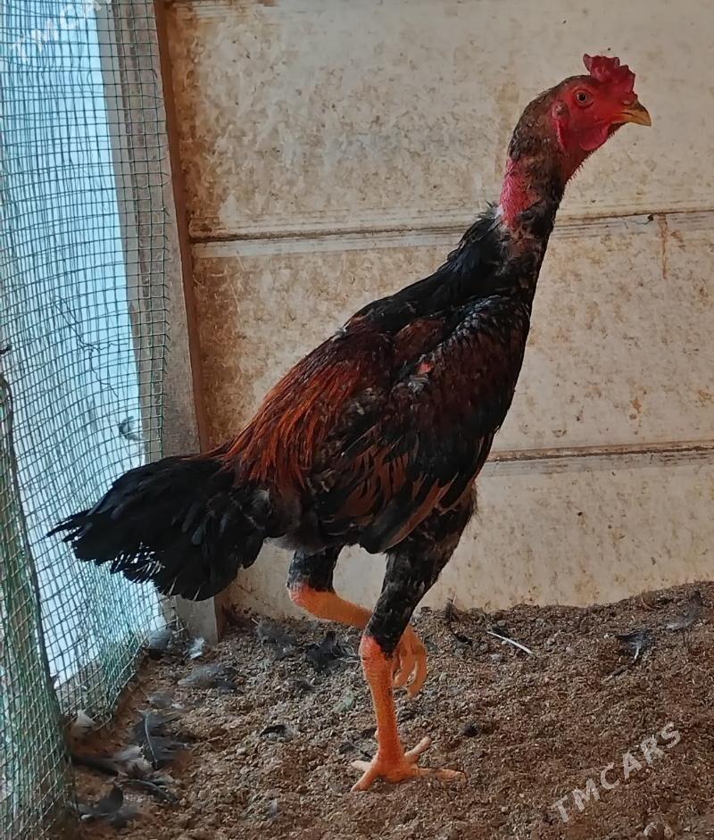 Horaz - Bedew - img 1