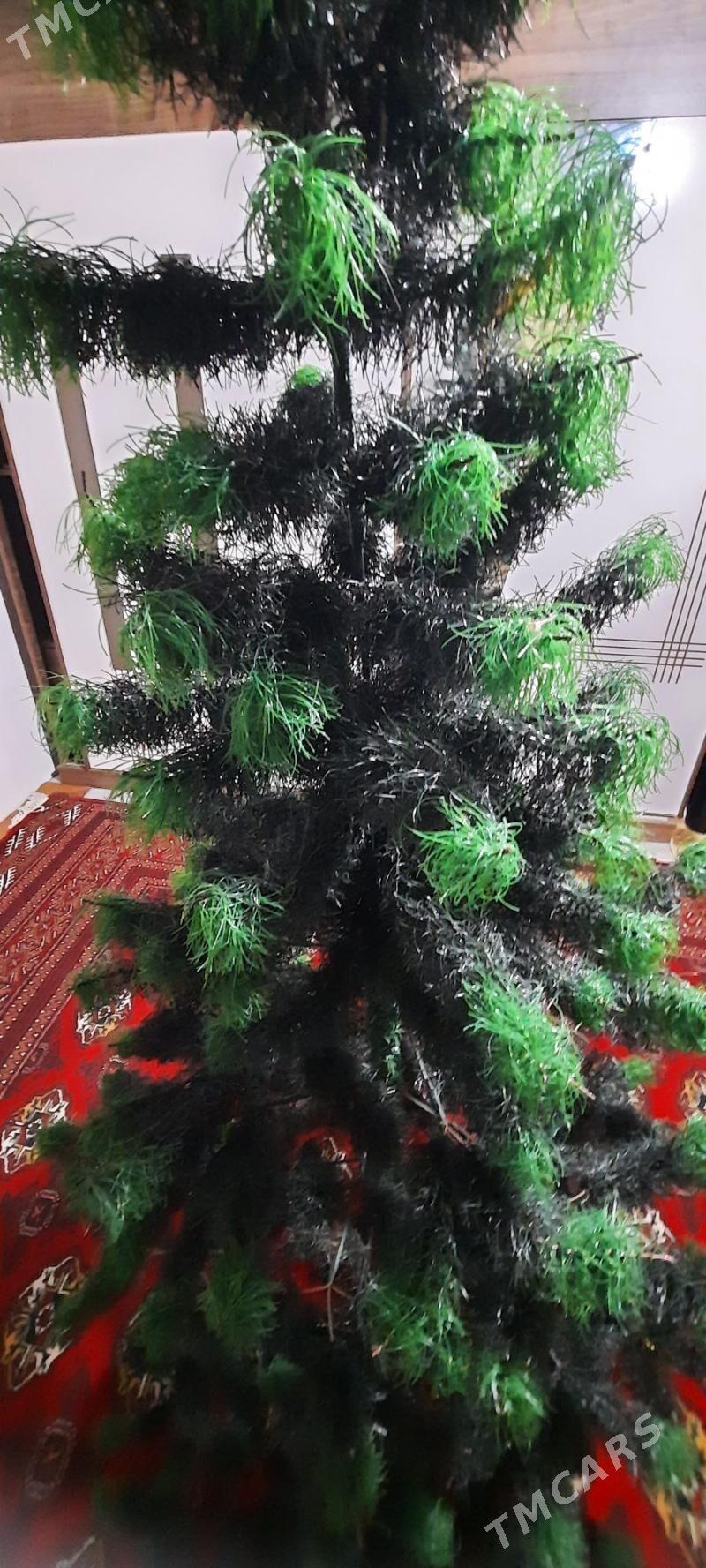 ýolka - Daşoguz - img 1