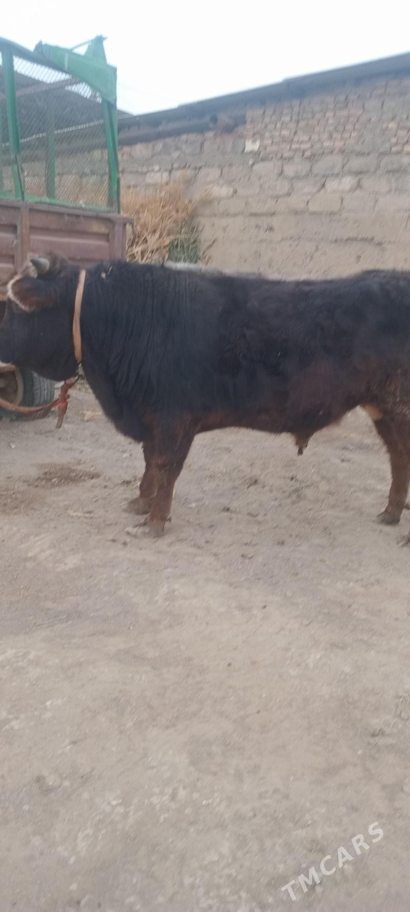 öküz - Änew - img 1