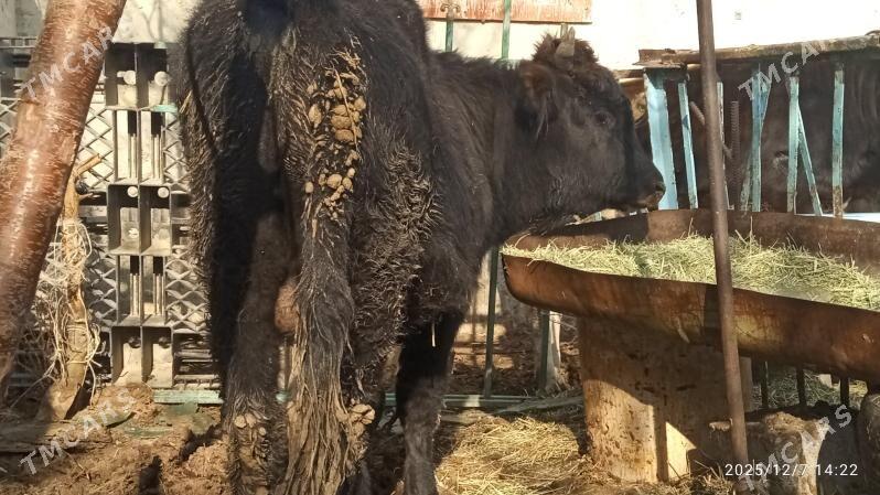 okuz,tuwe - Bäherden - img 1