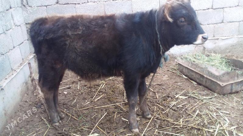 ökizçe - Tejen - img 1