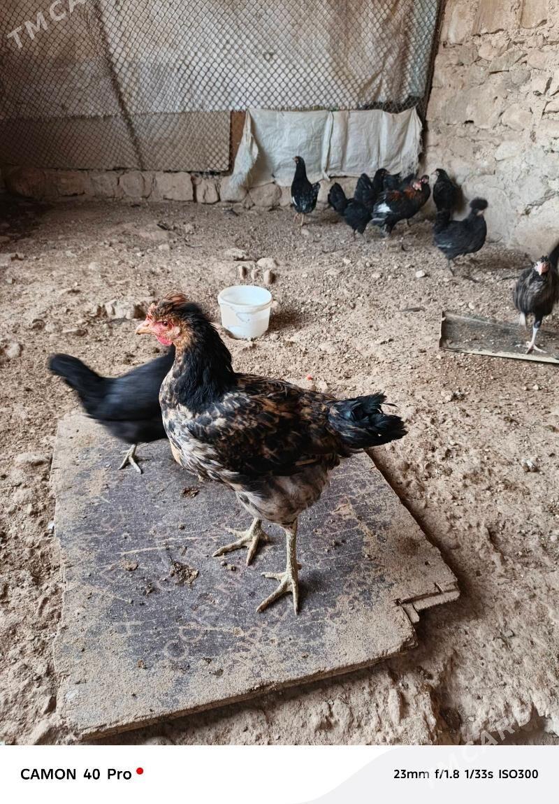 Towuklar - Balkanabat - img 1