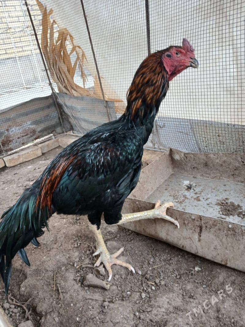 BOYES HORAZ BRAZIL TASHKENT - Туркменабат - img 1