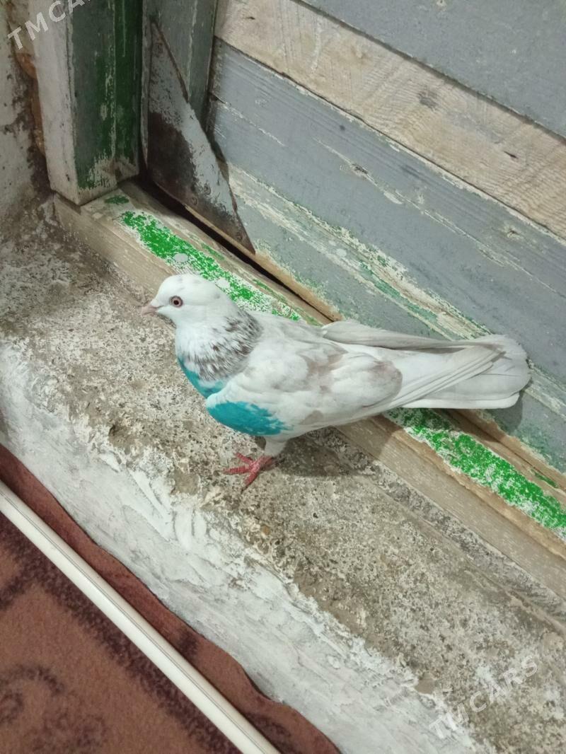 kepderi - Gyzylarbat - img 1