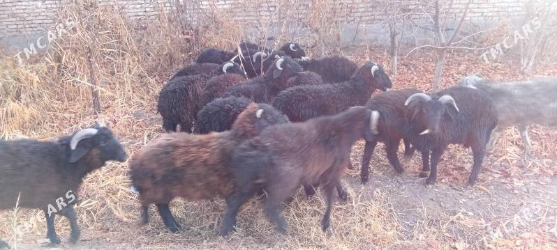 gocgarlar - Çärjew - img 1