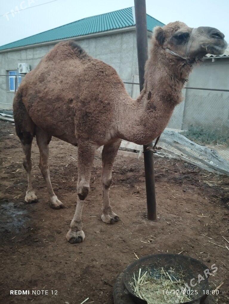 duye - Джебел - img 1