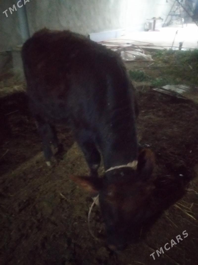 Tüwe mal tohum - Теджен - img 1