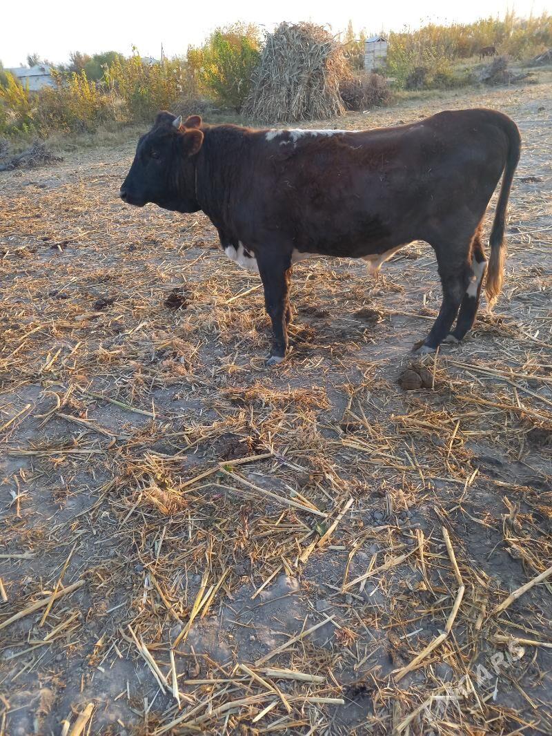 1 yashyndaky okuz - Köneürgenç - img 1