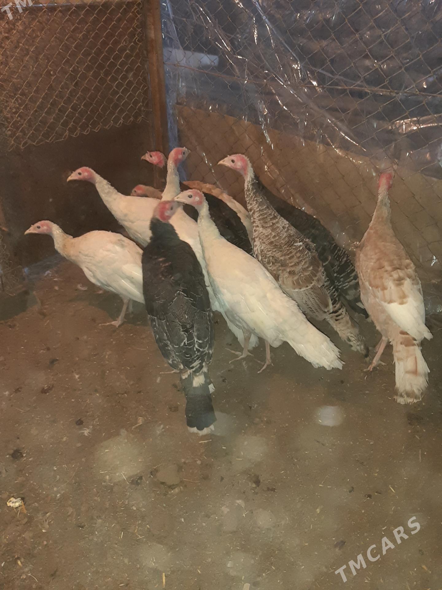 induk - Mary - img 1