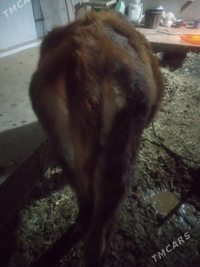 Sygyr - Теджен - img 1