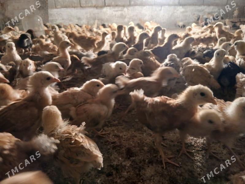 Jüje - Bäherden - img 1