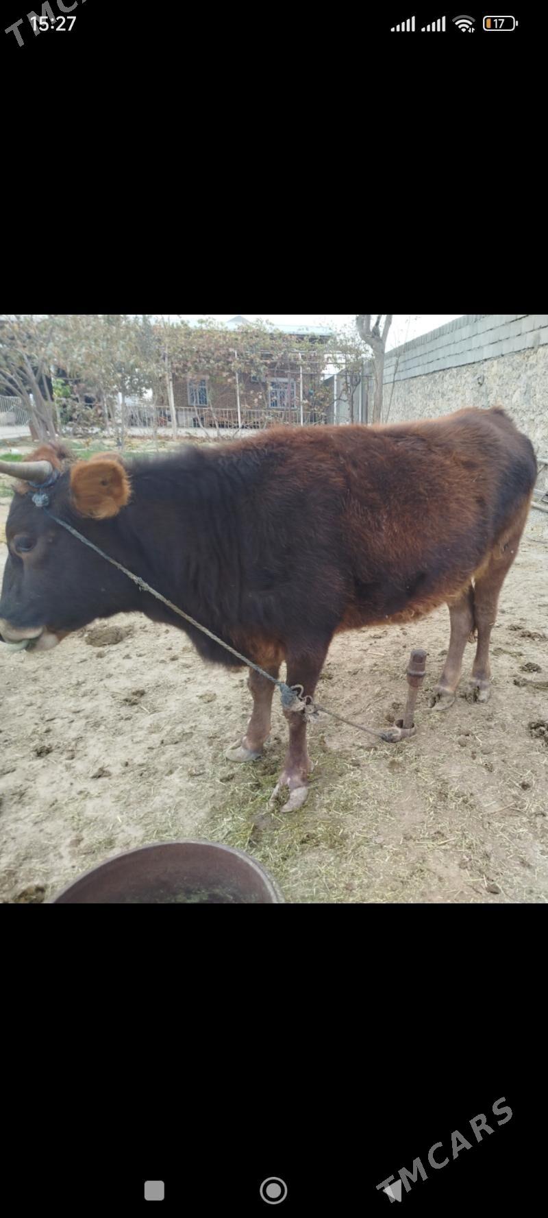 Tüwe - Бахарден - img 1