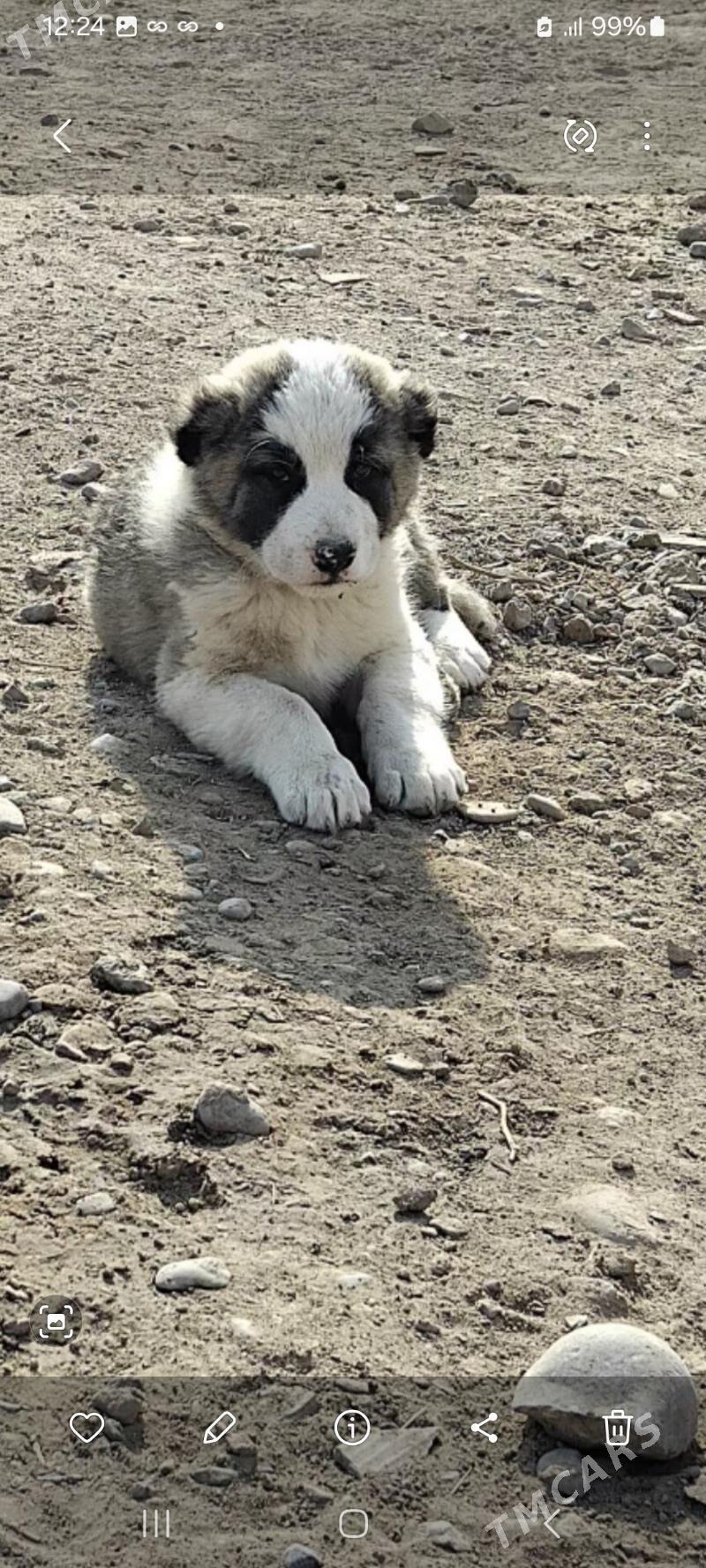 Turkmen alabay - Tejen - img 1