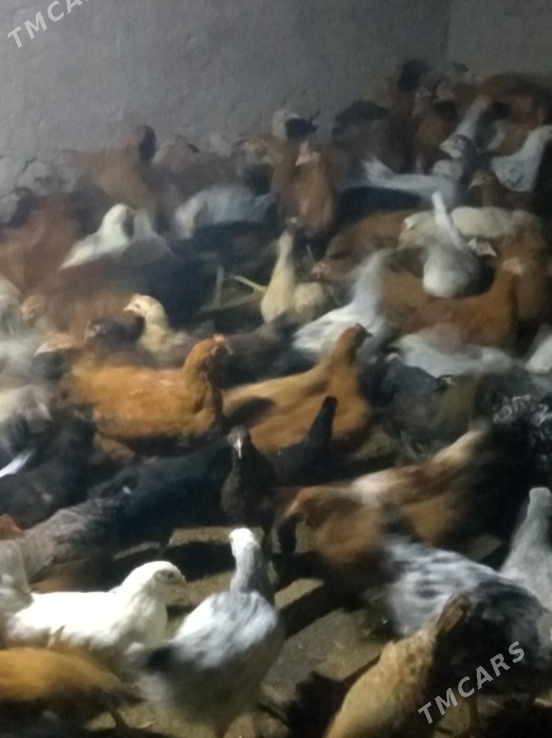 towuk - Babadaýhan - img 1