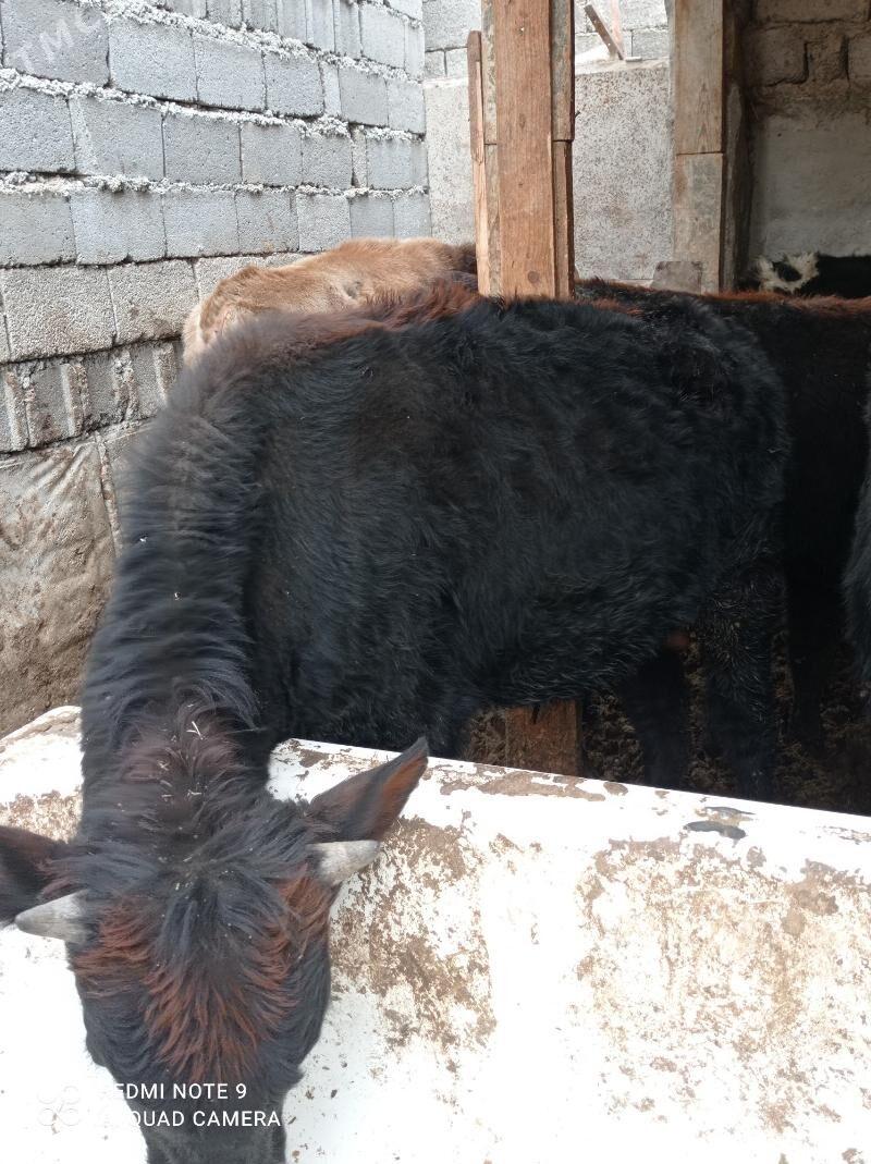 Tohum mallar - Aşgabat - img 1