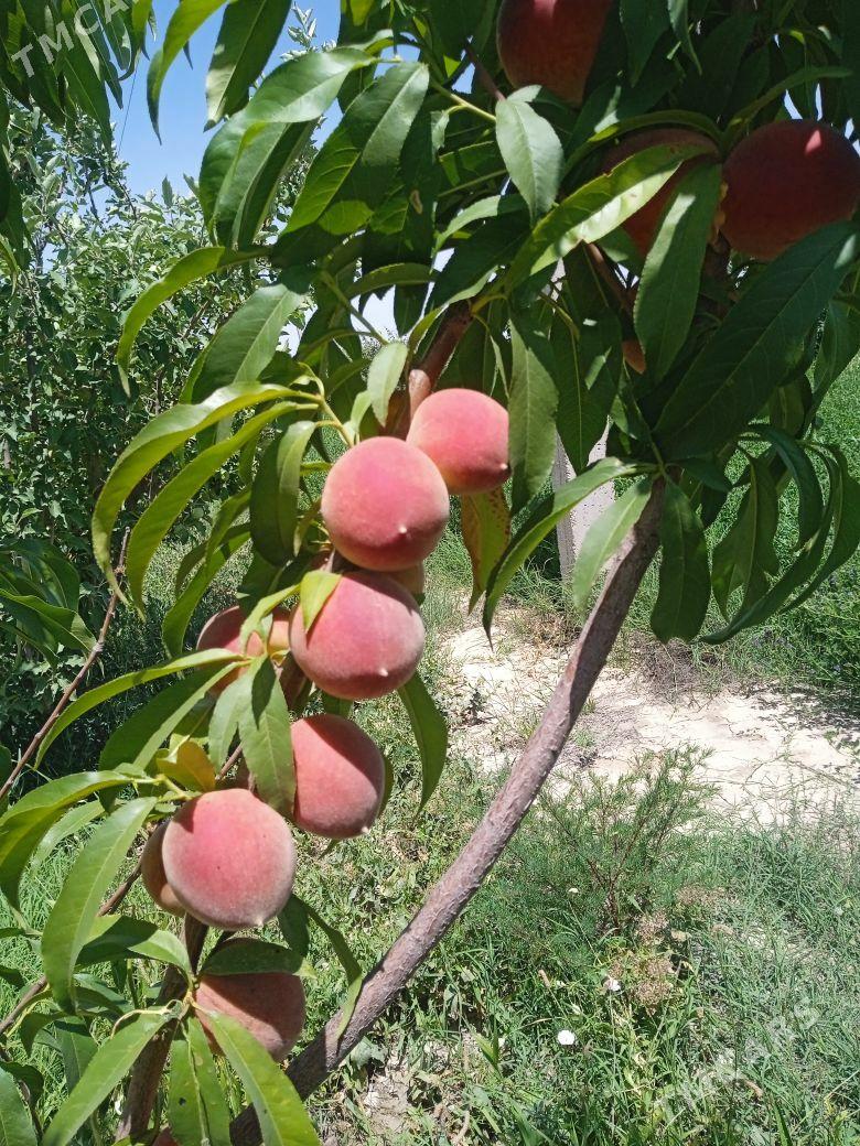 Nahal Şitil - Gökdepe - img 1