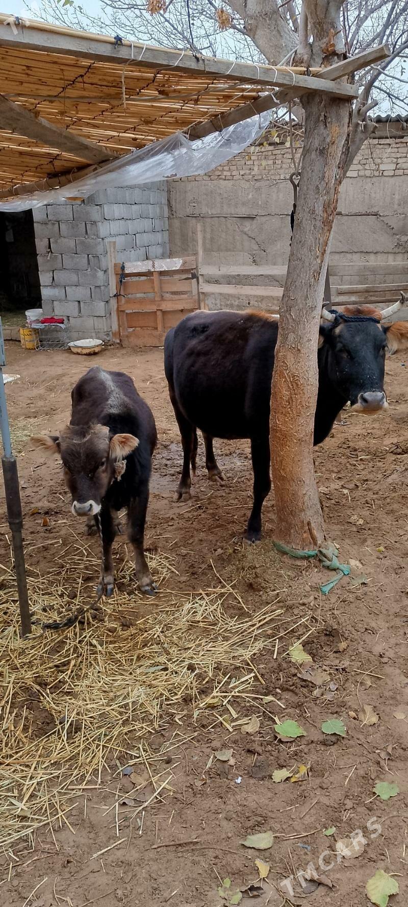 Göleli Sygyr - Çoganly - img 1