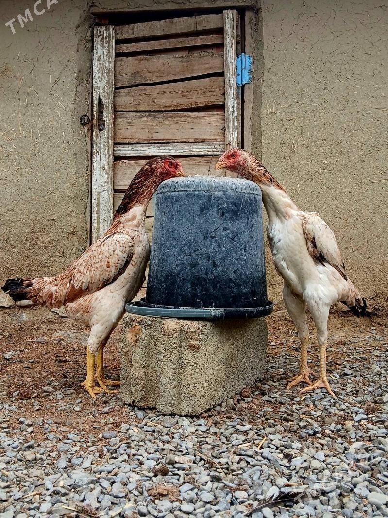 Taşkent maki - Бахарден - img 1