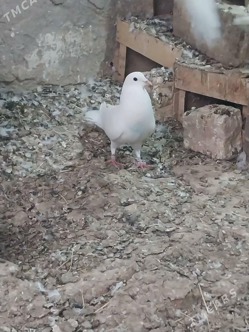 KEPDERI. - Murgap - img 1