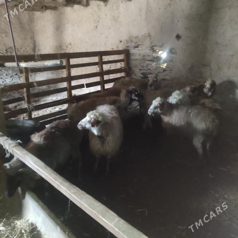 Goyun - Бахарден - img 1