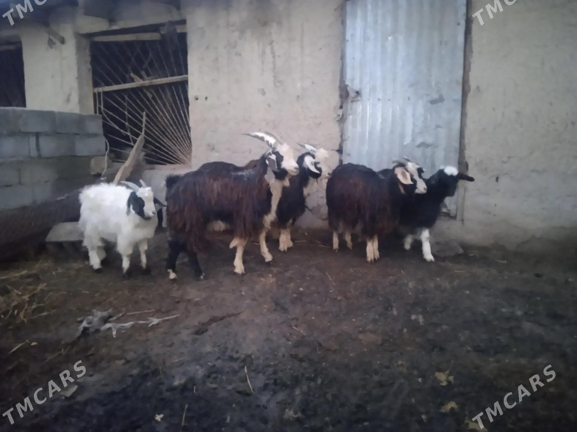 cewis - Bäherden - img 1