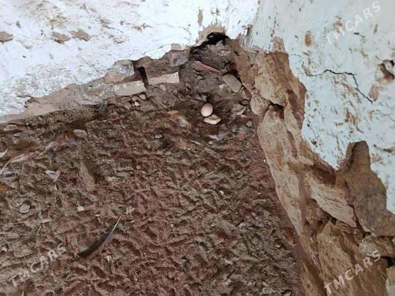 Towuk. - Gyzylarbat - img 1