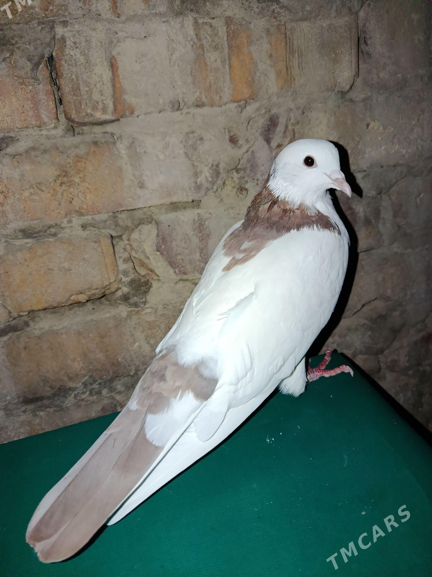 kepderi - Gökdepe - img 1