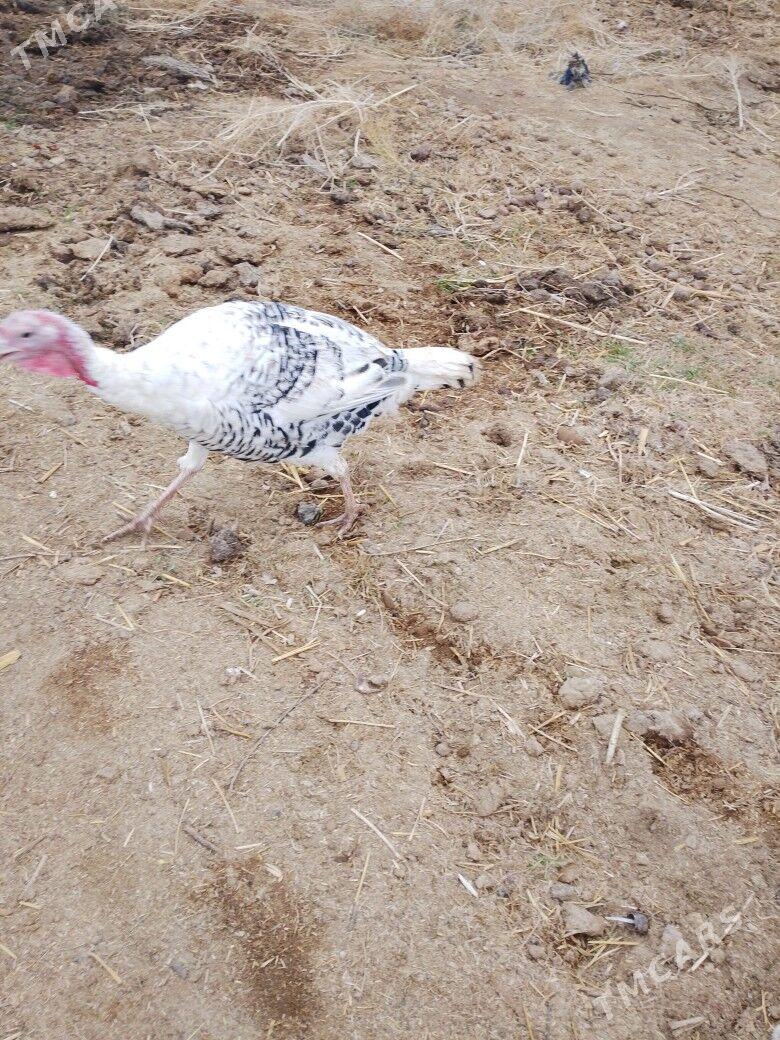 İnduk - Байрамали - img 1