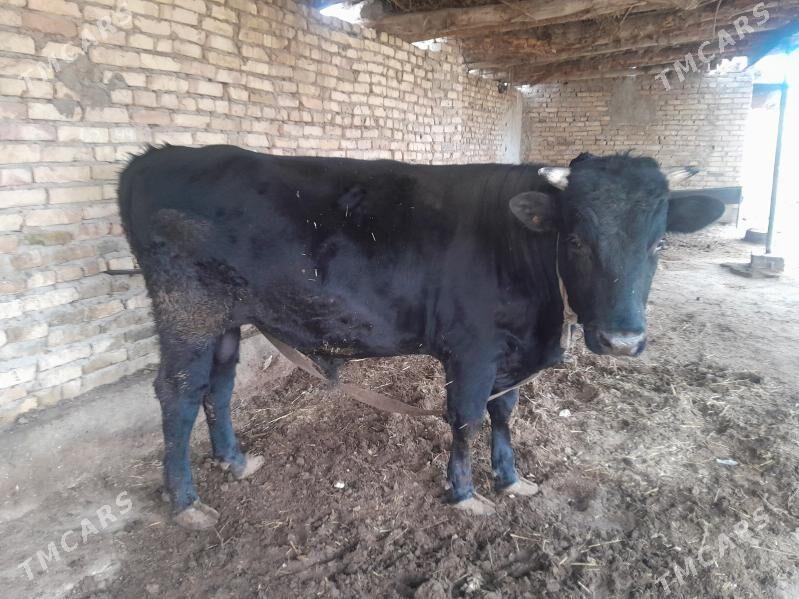 окуз - Дянев - img 1