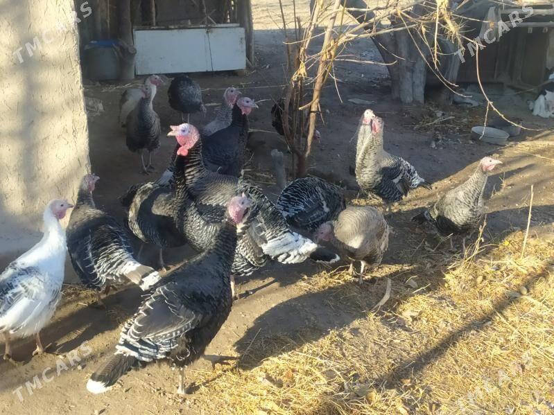 Induk - Gurbansoltan Eje - img 1