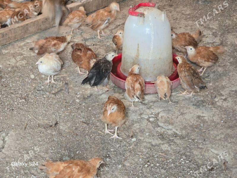 elin juyjeler - Arzuw - img 1