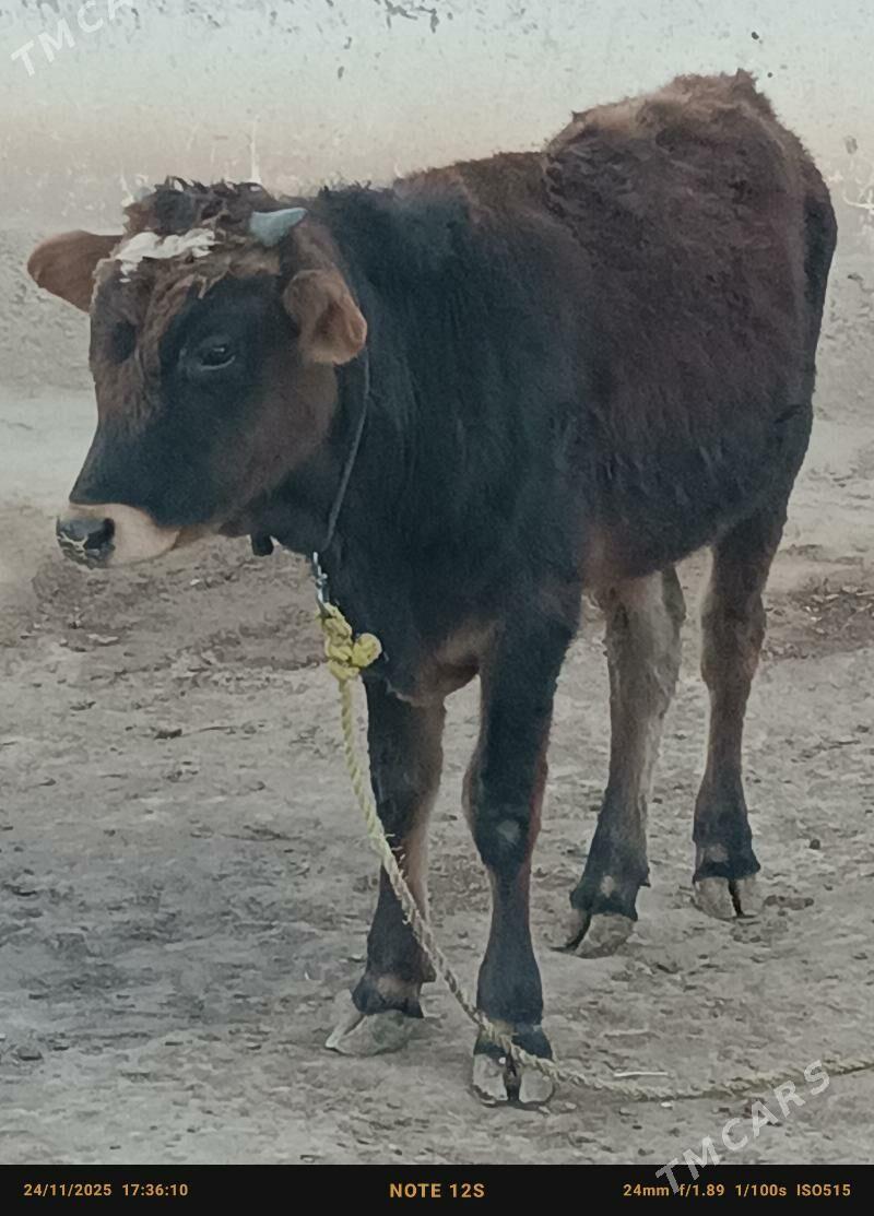 şwes öküz - Büzmeýin - img 1