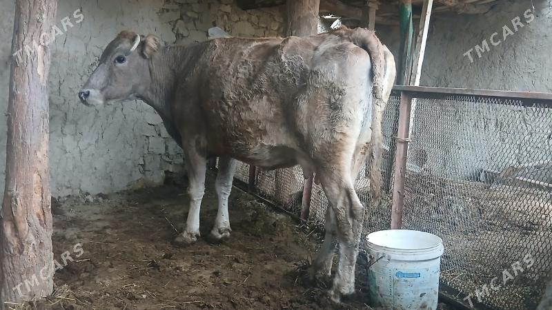 BAKYLYP DURAN SYGYR - Bäherden - img 1