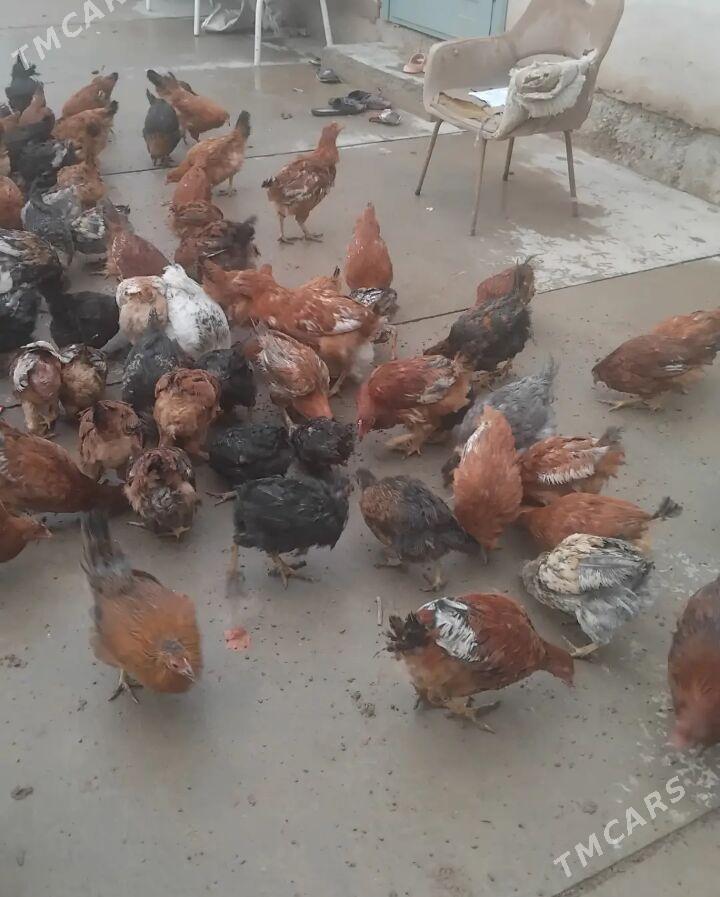 IRI TOWUK - Daşoguz - img 1