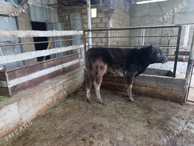 öküz - Багир - img 1