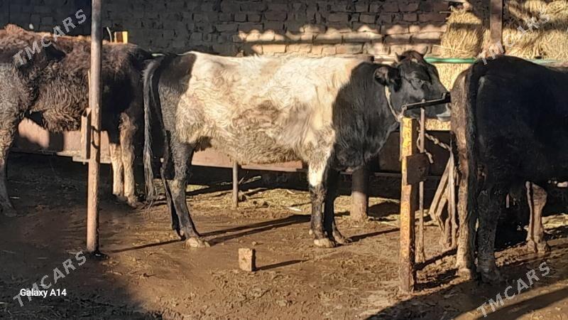 tuwe - Bäherden - img 1